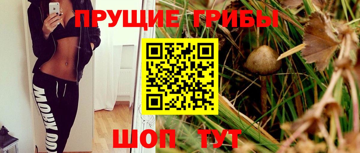 даркнет сайт  Владимир  Псилоцибиновые грибы Psilocybe  Псилоцибиновые грибы Magic Shrooms 